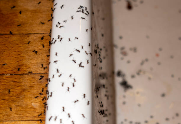 Best Affordable Pest Control Services  in Nellysford, VA